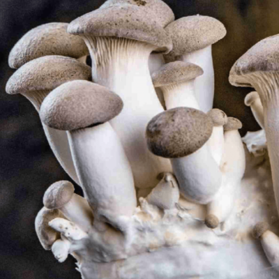 Oyster Mushrooms